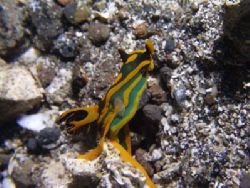 While diving in Lembeh I found this nudibranch laying egg... by Yves Antoniazzo 